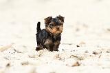 YORKSHIRE TERRIER 050